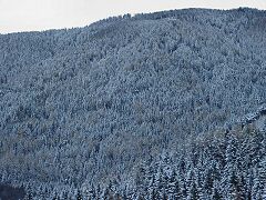 Foresta innevata in alta Val di Cembra, valle famosa per la estrazione del porfido.
