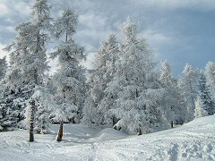 Alberi carichi di neve a lato di una delle tante piste del Kronplatz, la Valdaora.