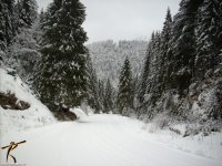 strada-cima-larici.jpg