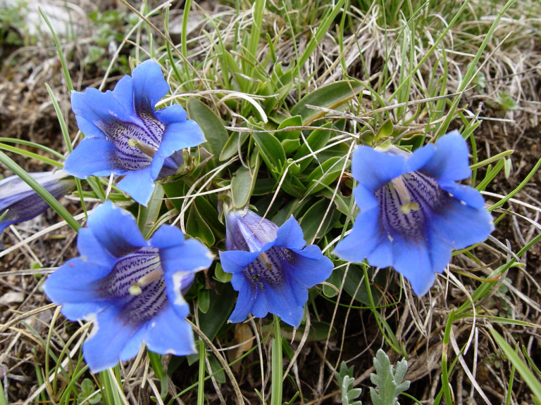 fiori-carega-01.jpg
