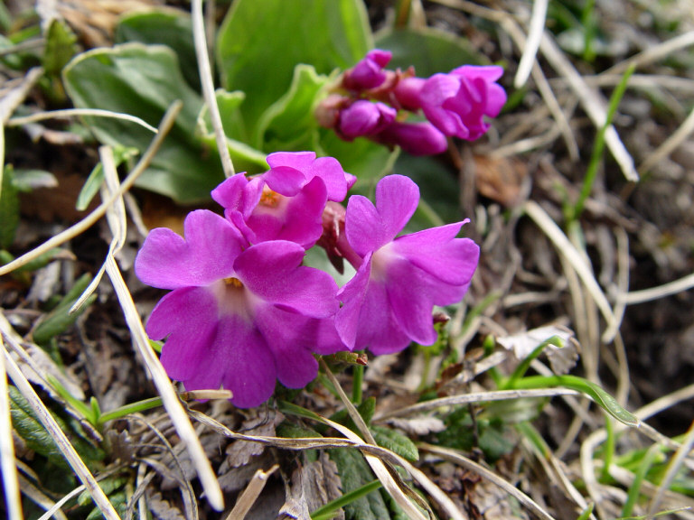 fiori-carega-03.jpg