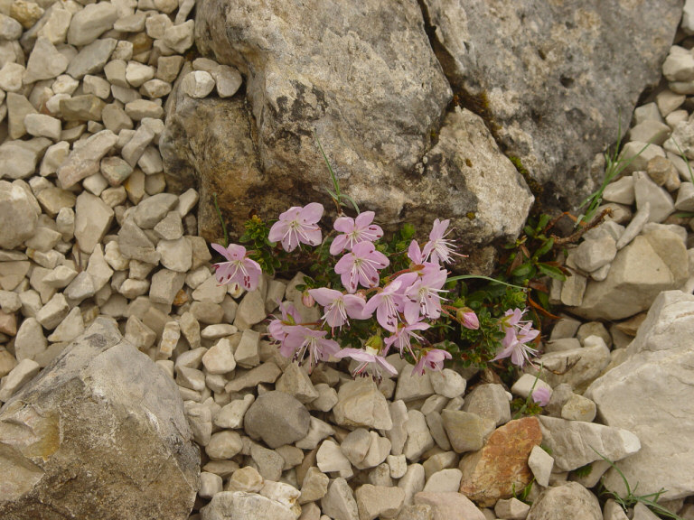fiori-carega-05.jpg