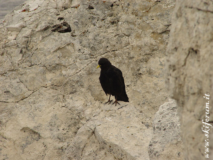 traversata-sella-09-uccello.jpg