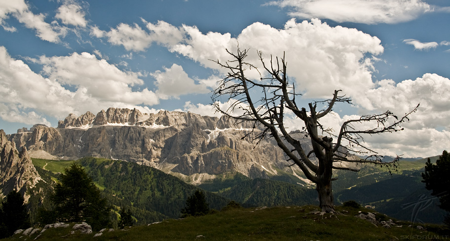 3198-albero-stevia.jpg