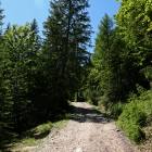 foto strada forestale