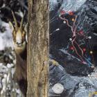 Cartina piste e impianti da sci di Cogne