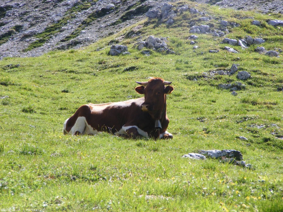 104990-piz-duleda-10-agosto-2013-005.jpg