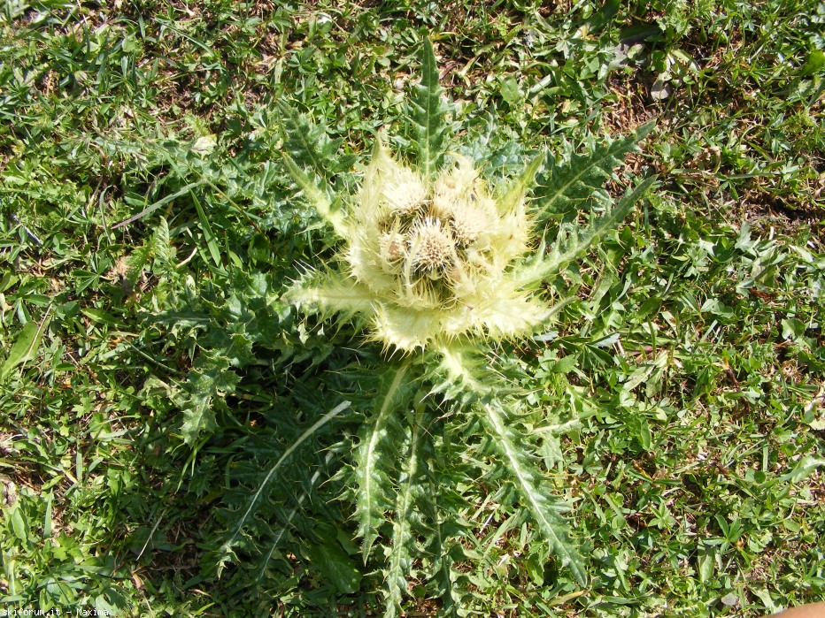 104993-piz-duleda-10-agosto-2013-009.jpg