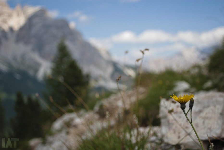 106681-dolomiti-16-08-13-113.jpg