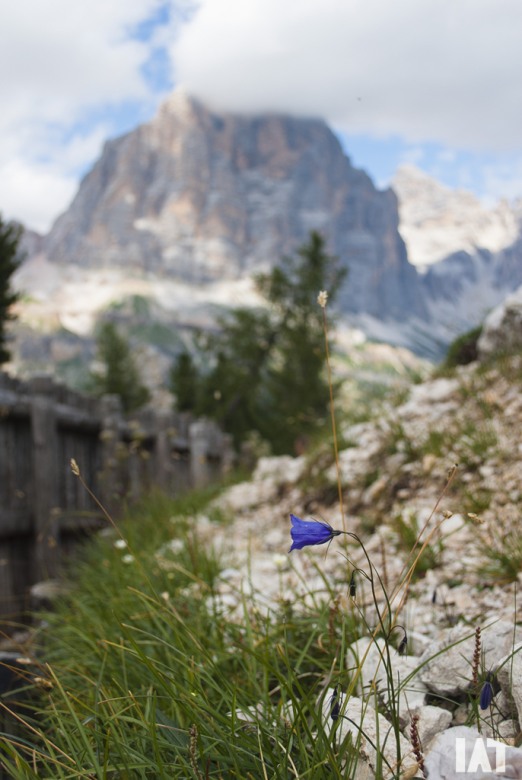 106682-dolomiti-16-08-13-095.jpg