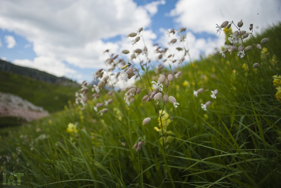 106688-dolomiti-16-08-13-176.jpg