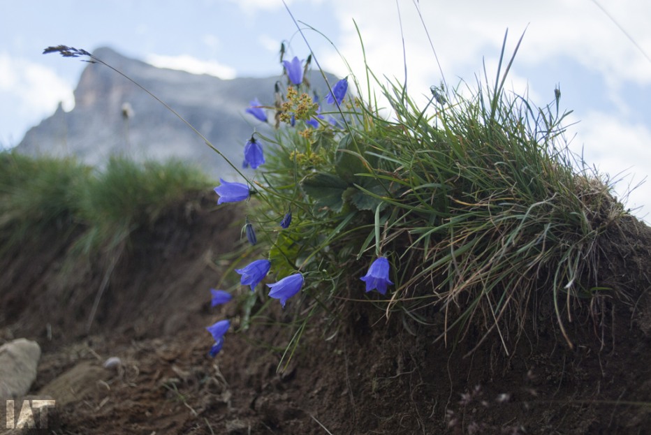 106691-dolomiti-16-08-13-206.jpg