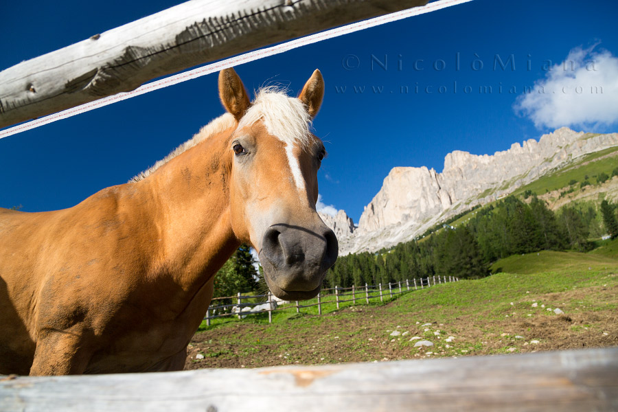 107469-cavallo-costalunga.jpg