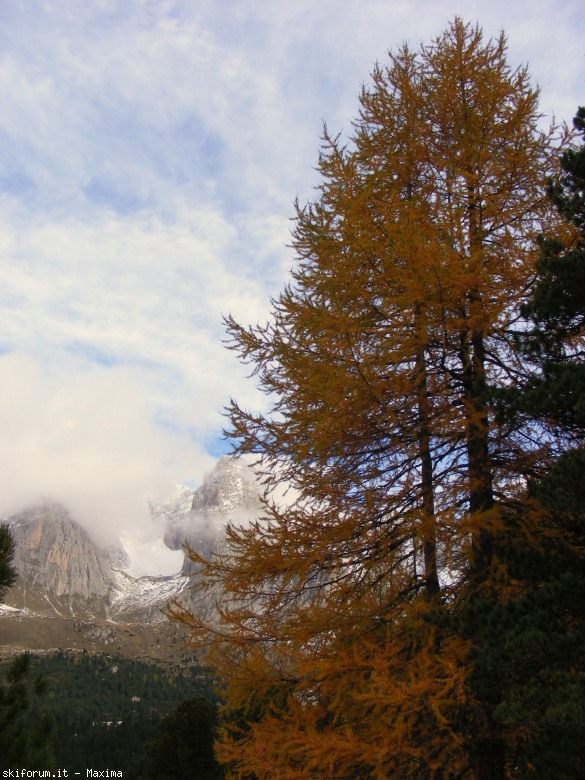 108088-fiori-ottobre-2013-009.jpg