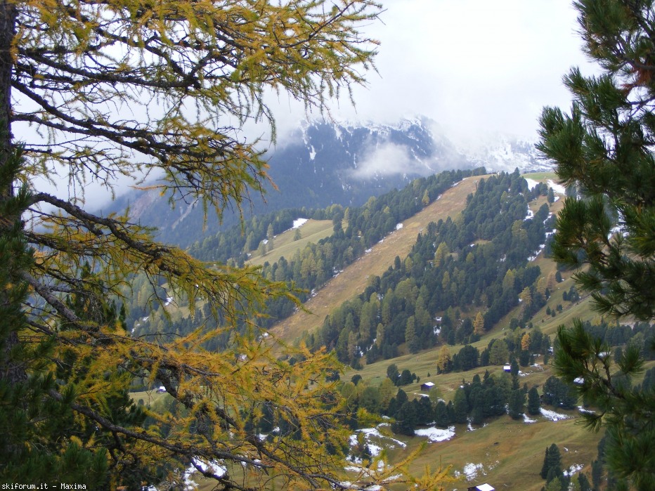 108089-fiori-ottobre-2013-010.jpg