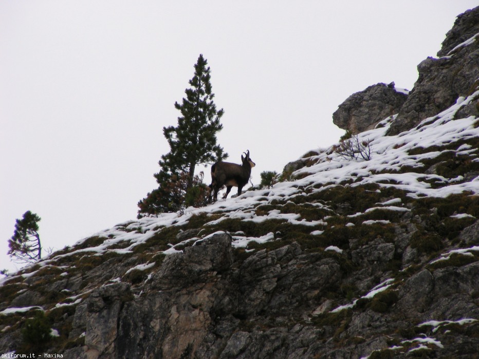 108094-fiori-ottobre-2013-015.jpg