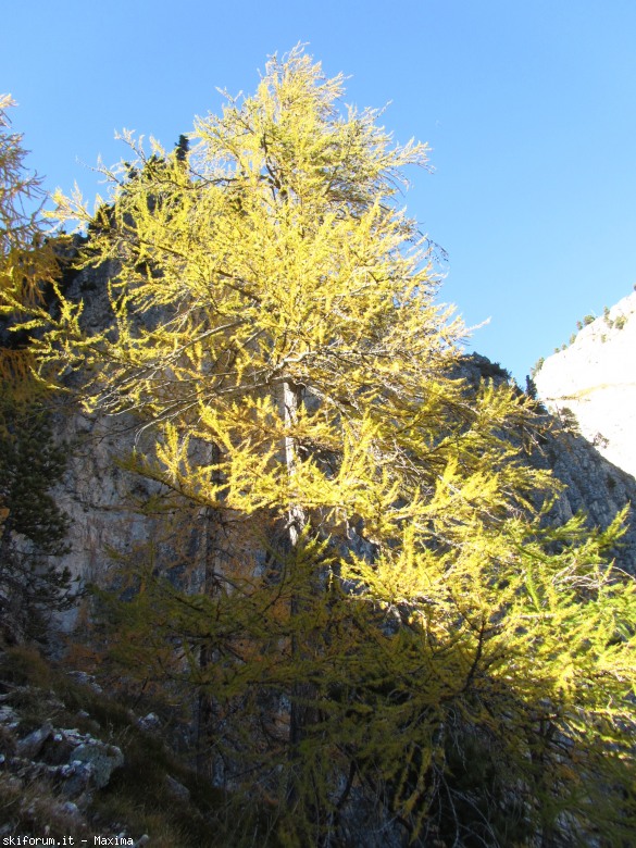 108141-stevia-17.10.13-larici-004.jpg