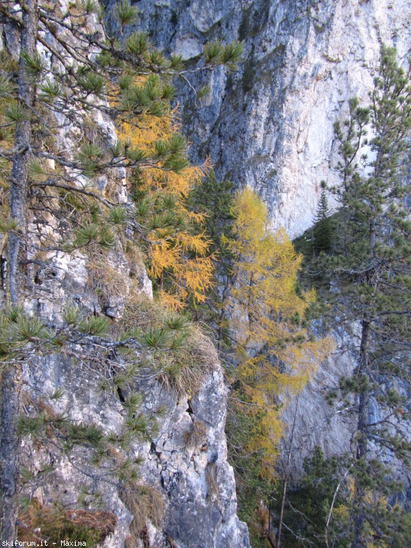 108142-stevia-17.10.13-larici-006.jpg