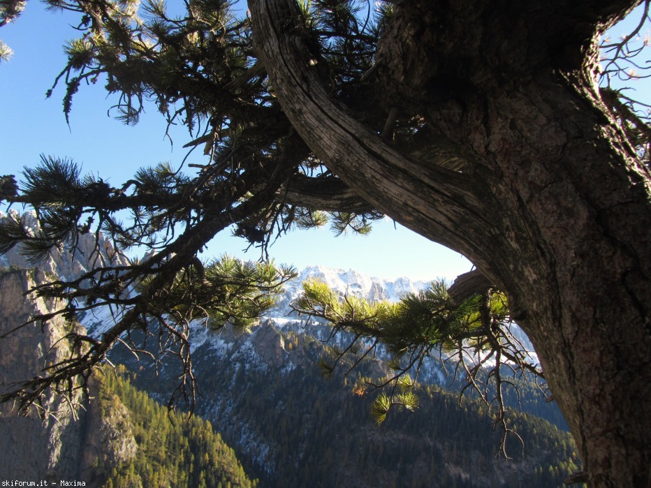 108143-stevia-17.10.13-larici-007.jpg
