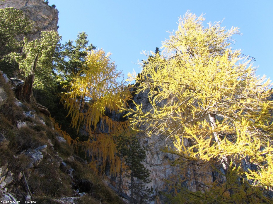 108144-stevia-17.10.13-larici-005.jpg