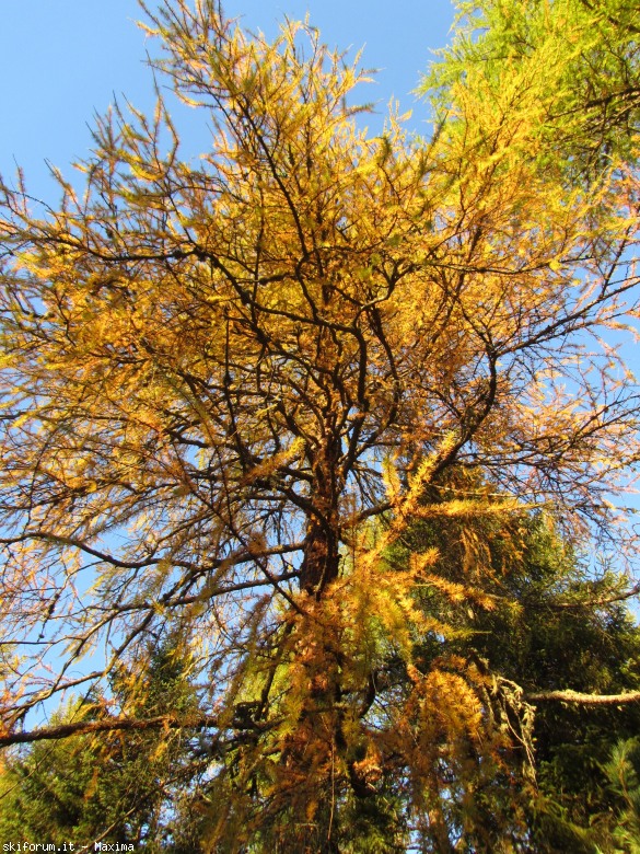 108160-stevia-17.10.13-larici-032.jpg