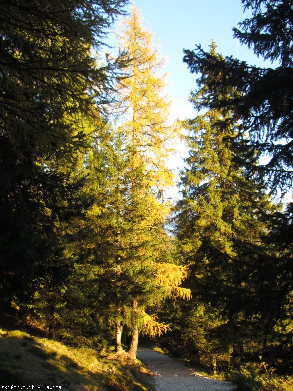 108161-stevia-17.10.13-larici-033.jpg
