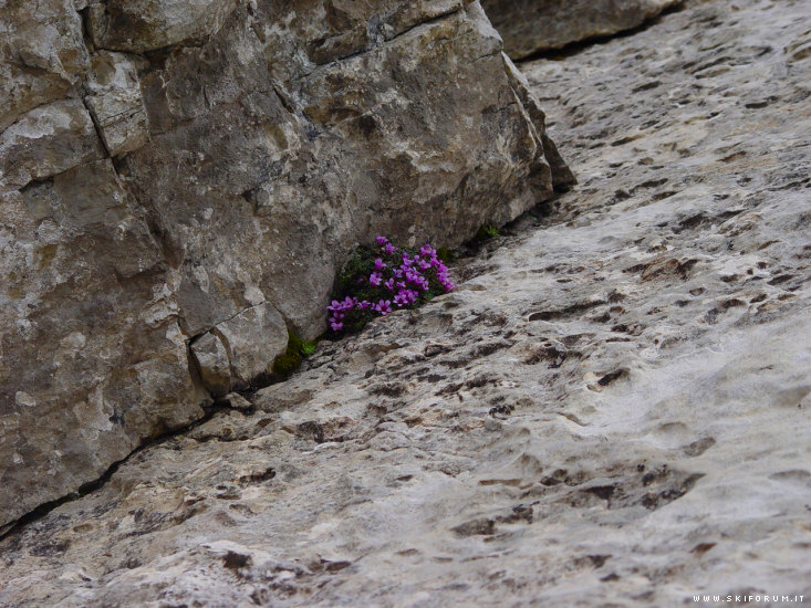 1129-fiori-dolomiti.jpg