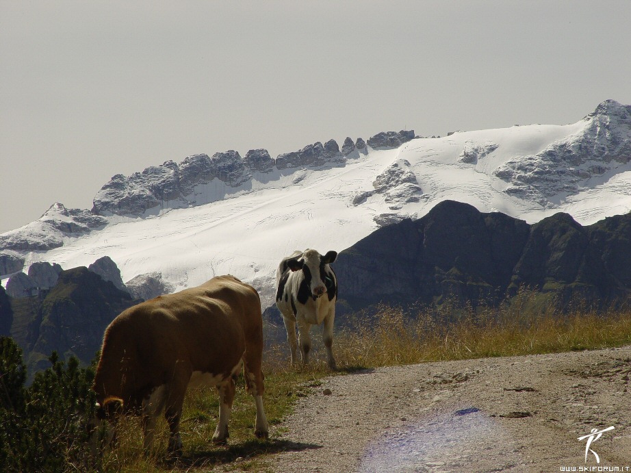 12172-marmolada-mucche.jpg