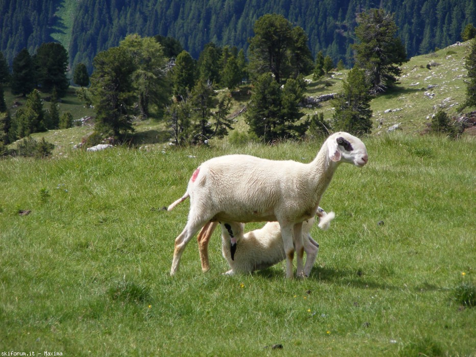 127459-stevia-30.06.2014-017.jpg