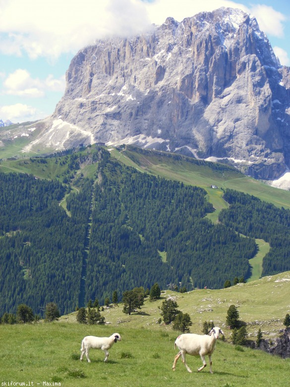 127460-stevia-30.06.2014-018.jpg