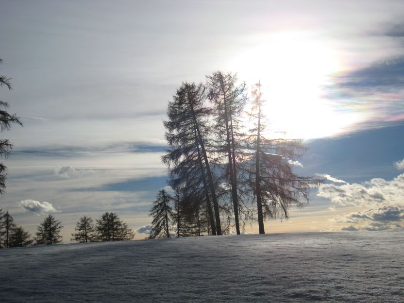 14656-alberi2.jpg