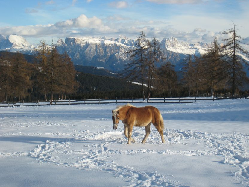 14657-cavallo.jpg