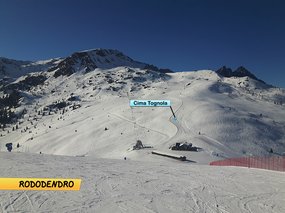 165668-rododendro03-cima-tognola.jpg