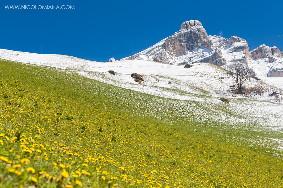 194216-prato-fiorito-neve-dolomiti.jpg