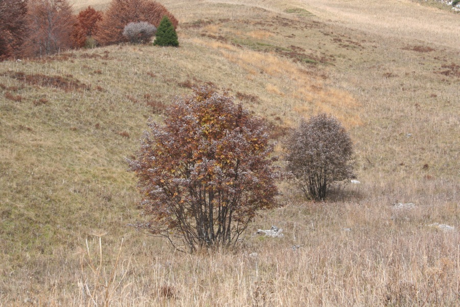 27788-img3524.jpg