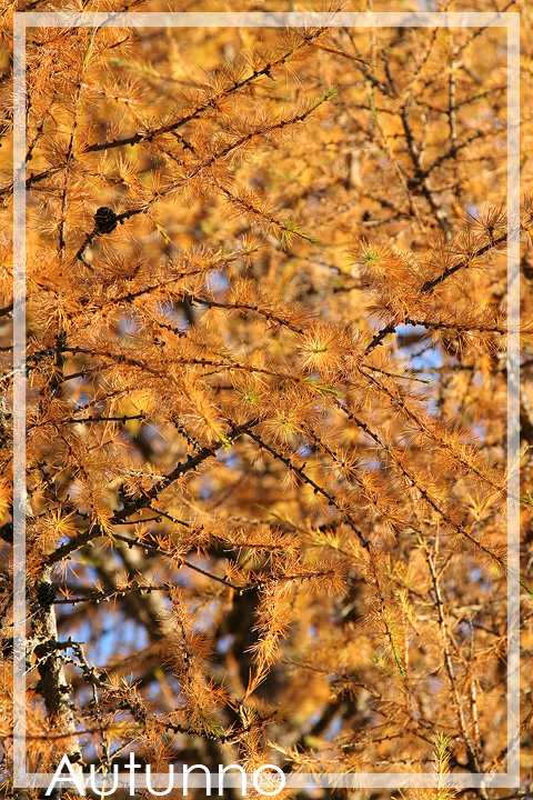 27988-autunno.jpg