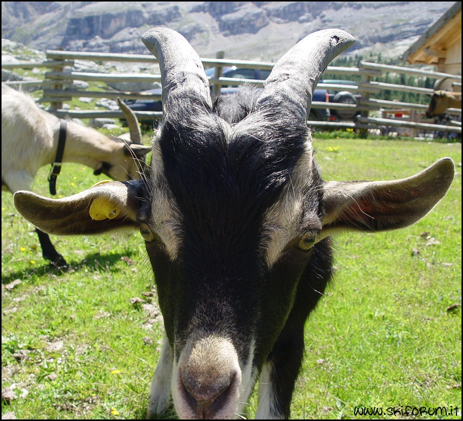 2985-il-caprone.jpg