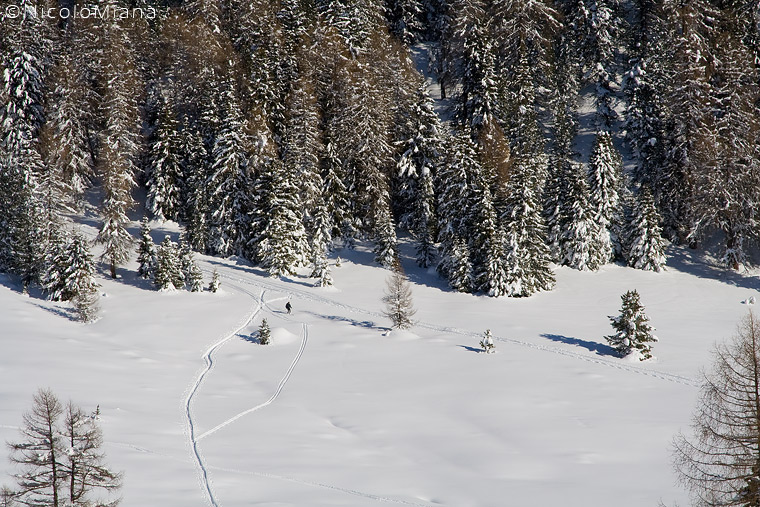 33250-bosco-fuori.jpg