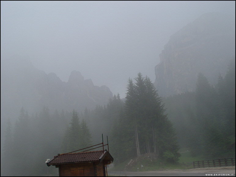 404-lupo-bianco-nebbia.jpg