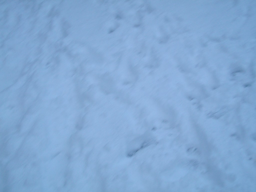 46994-imgp0575.jpg