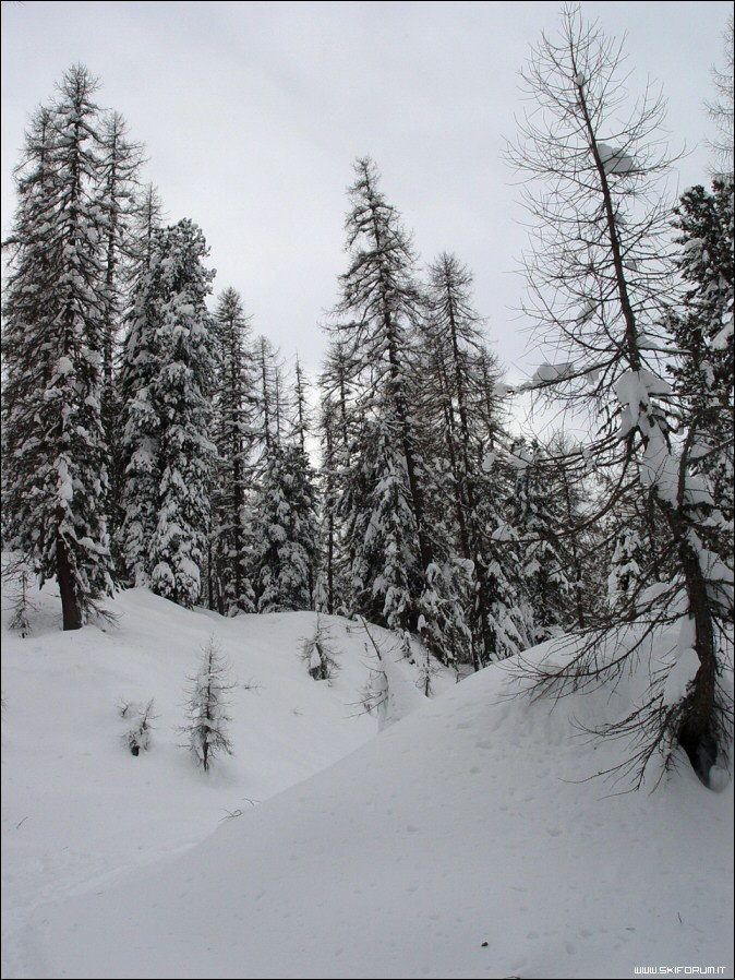 4849-neve-boschetti-faloria.jpg