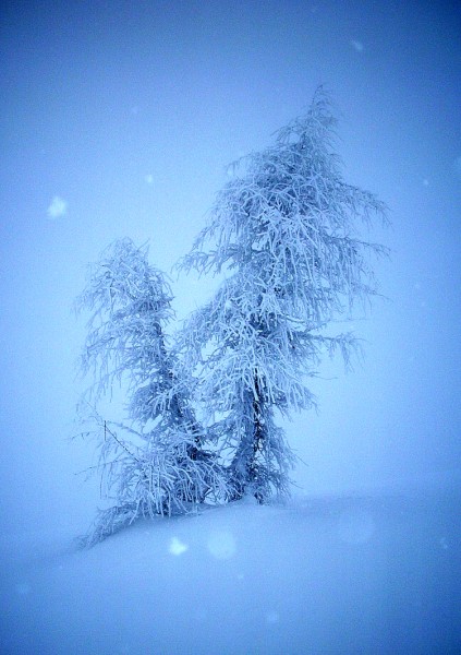 51669-alberi-cristallizzati.jpg