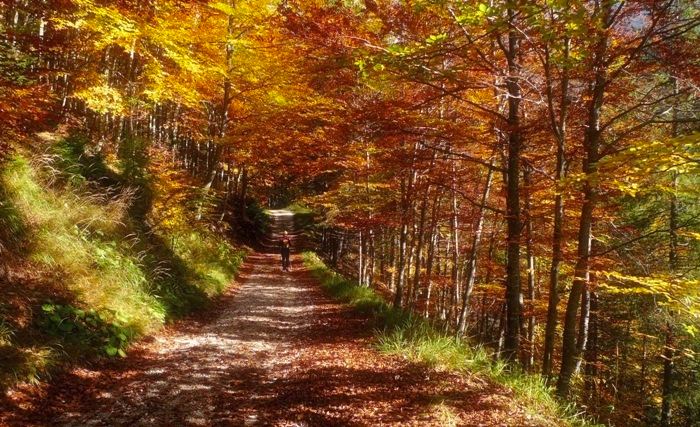 58365-autunno-in-val-zemola.jpg