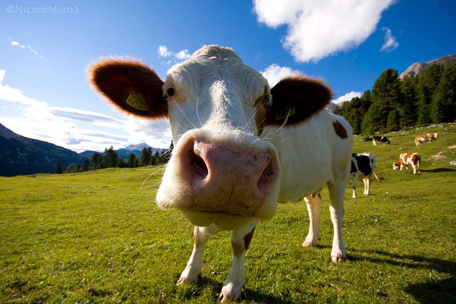 66686-mucca.jpg