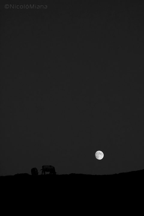 66696-mucche-luna.jpg