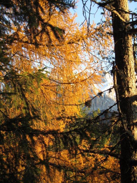 68461-selva-2.11.11-ii.jpg