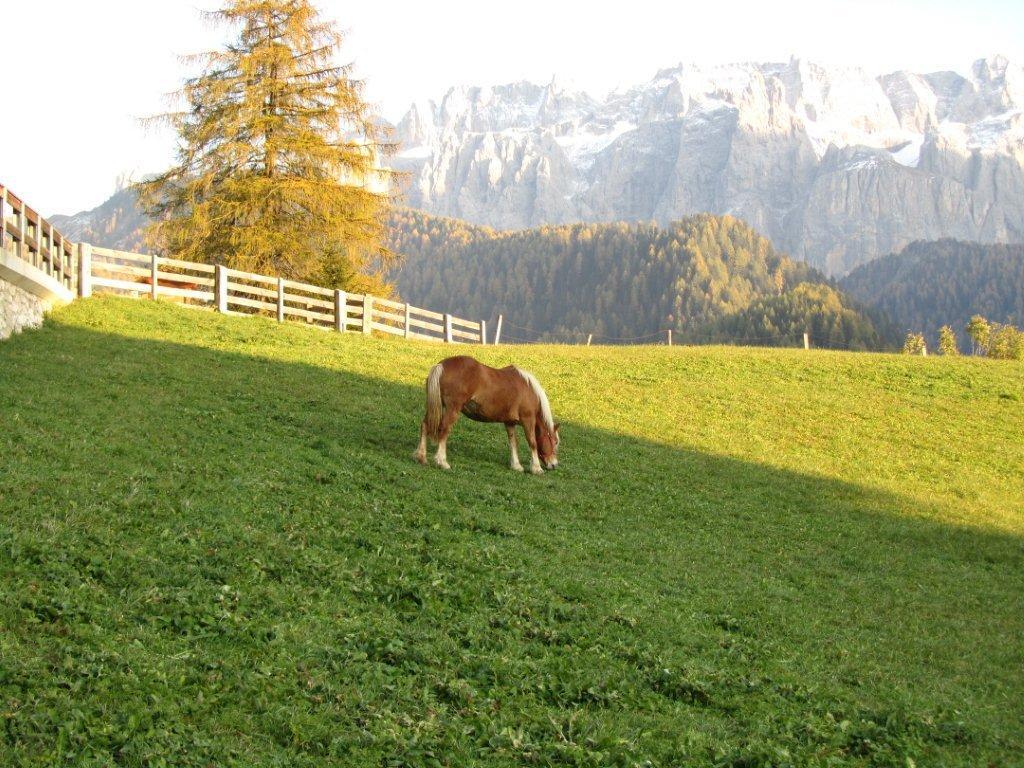 68465-selva-vi-18.10.11.jpg