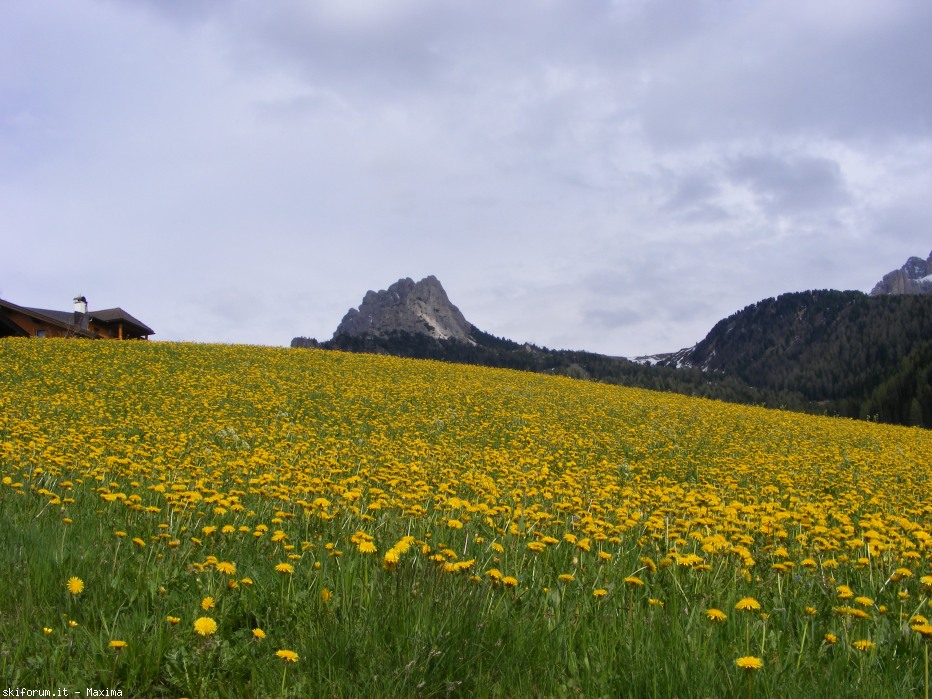 77989-val-chedul-primaverain-val-gardena13-15-magio-2012-003.jpg