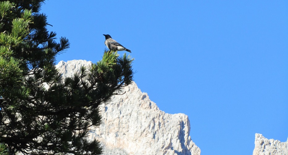 78027-18-ottobre-2011-puez-odle-la-piza-stevia-palota-006.jpg