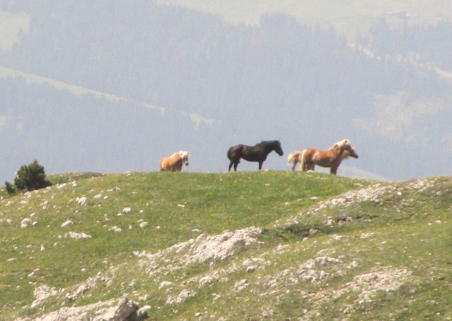 79060-1-lulio-2012-043.jpg